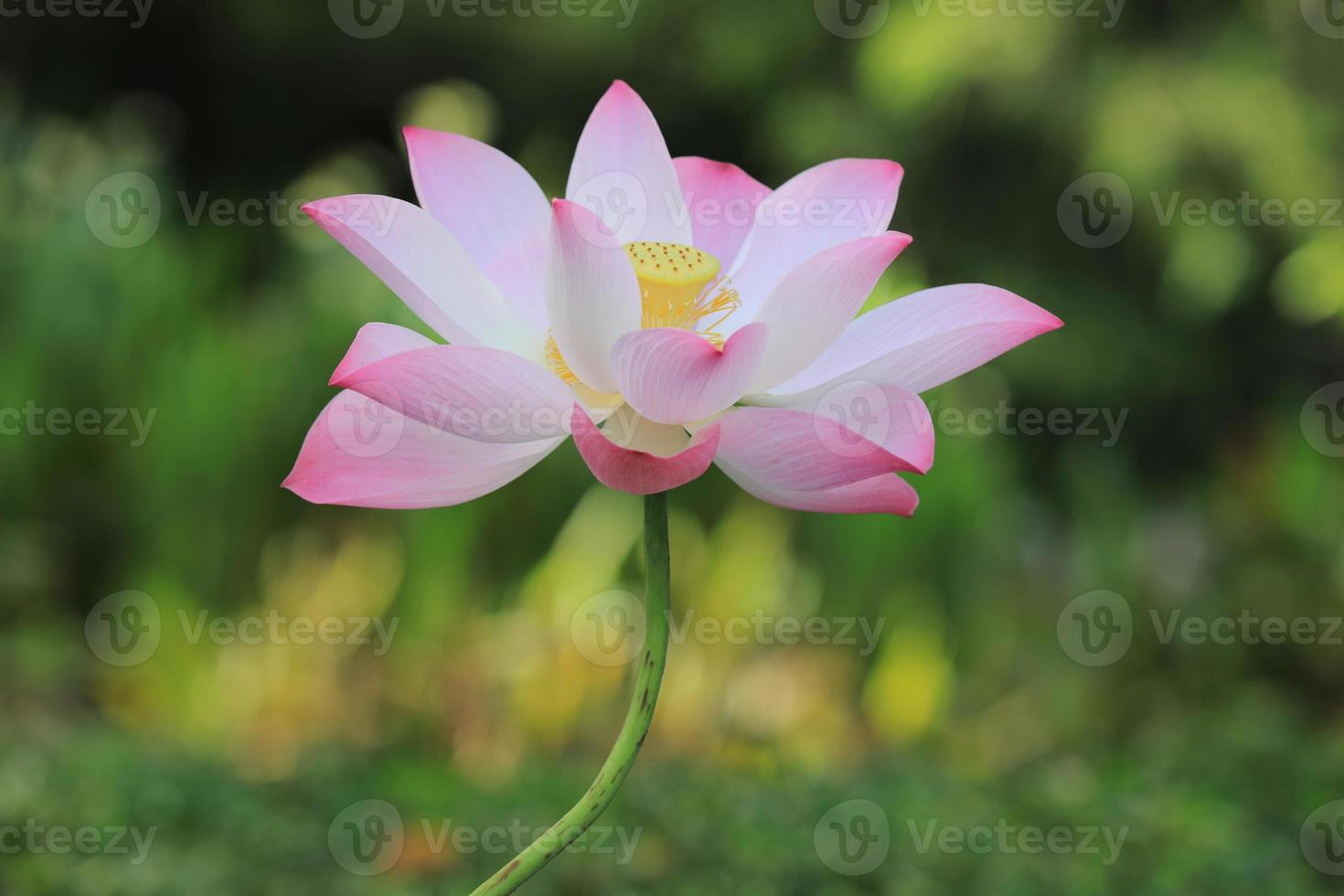 Pink lotus flower with colorful background photo