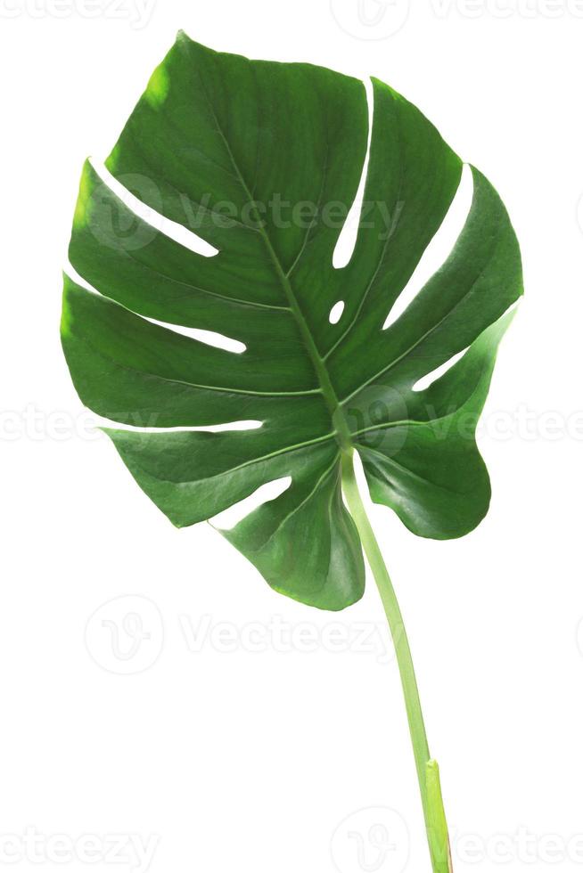 Monstera leaf isolated on white background photo