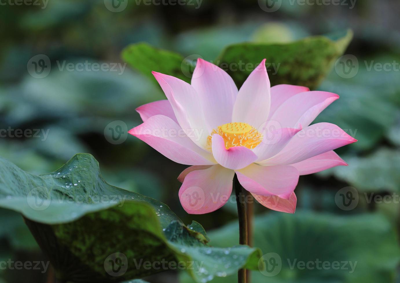 Pink lotus flower with green leaves as background photo