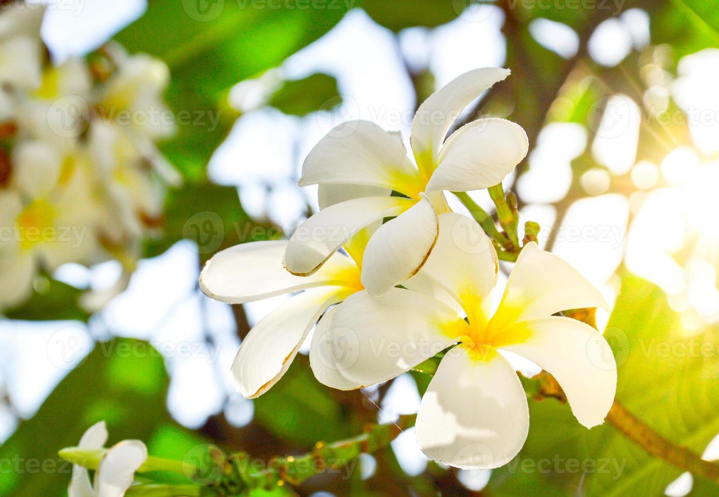 white plumeria  Blurred background with sunlight  Background design template, book cover, poster, magazine, website, copy space. photo