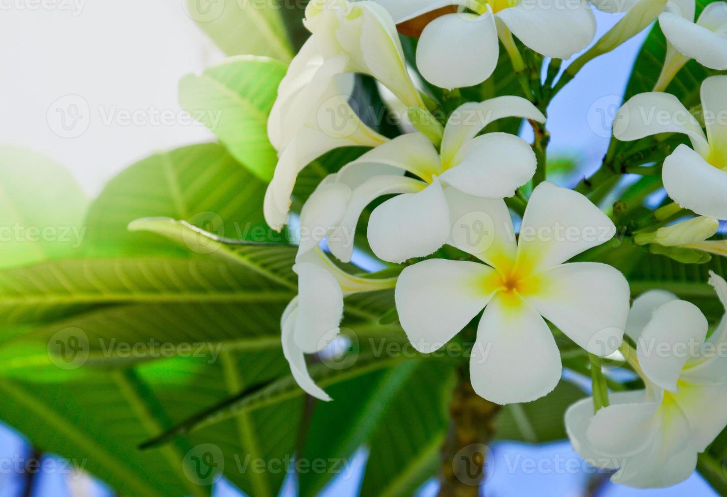 fondo borroso de plumeria blanca con plantilla de diseño de fondo de luz solar, portada de libro, afiche, revista, sitio web, espacio de copia. foto