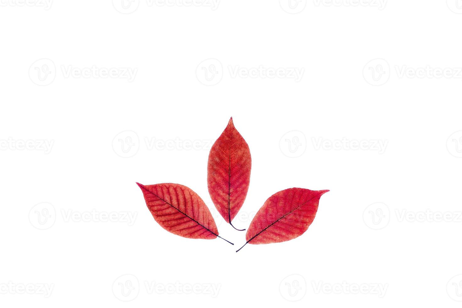 Three transparent red leaves on isolated white background. photo