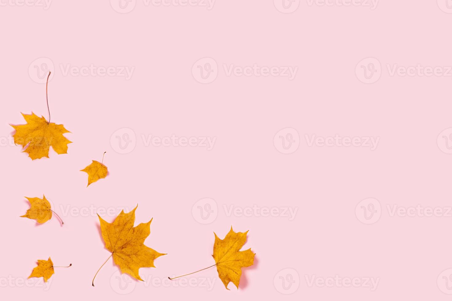 hojas de arce en mesa rosa. foto