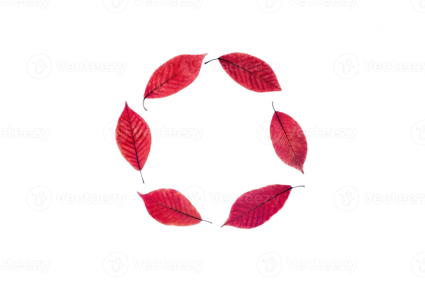 Close up golden red leaves on isolated white bakground. The shape of a circle. photo