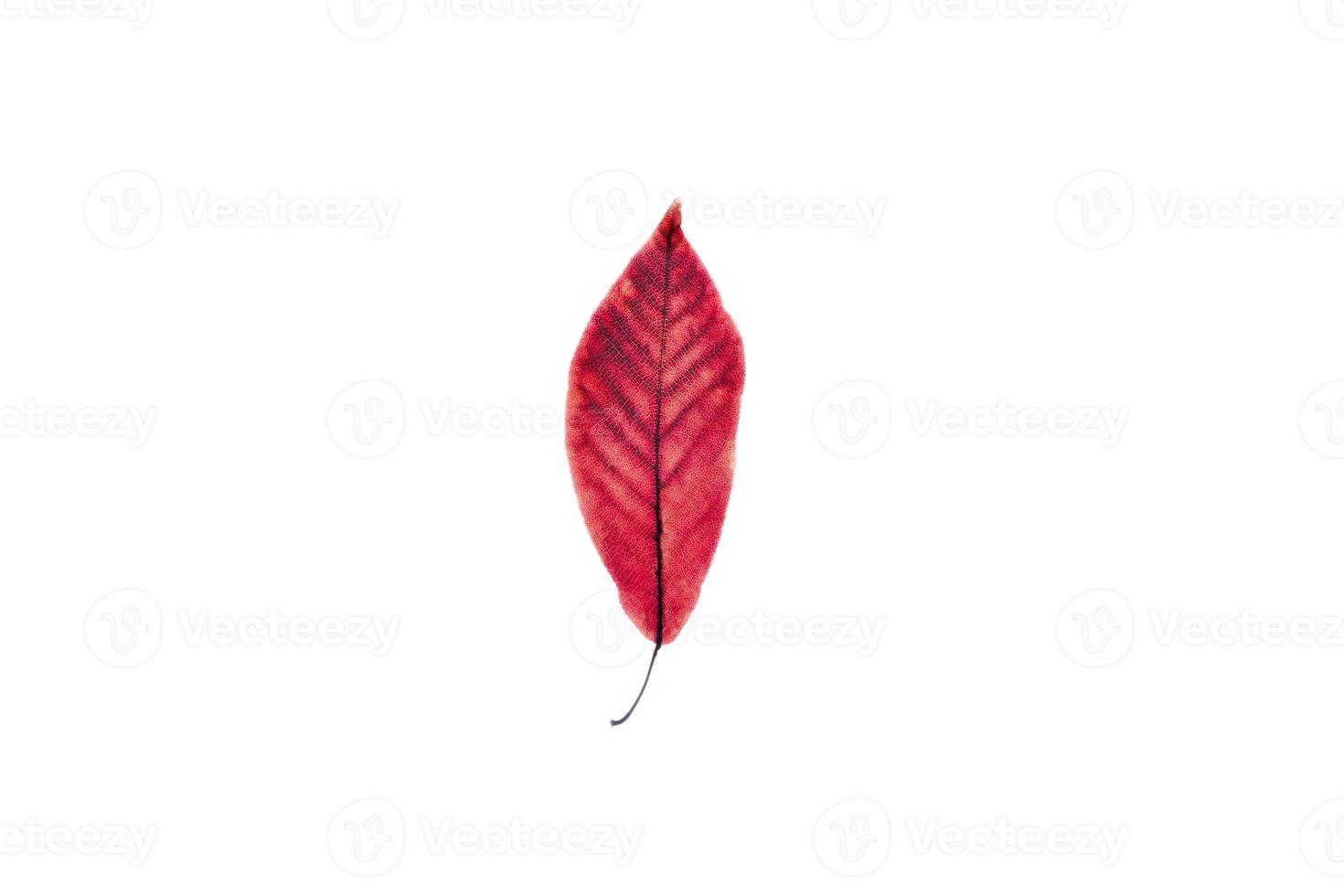 One transparent red leaf on isolated white background. photo