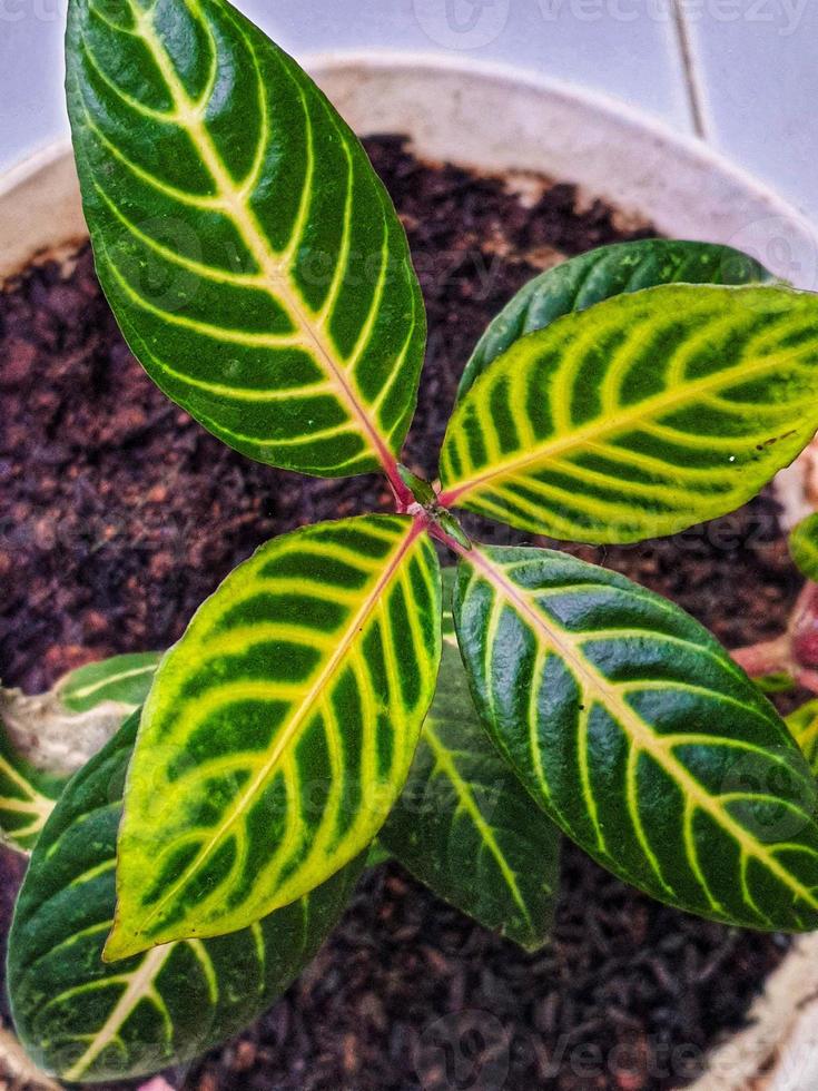 Leaf pattern of the Sanchezia Speciosa plant. photo
