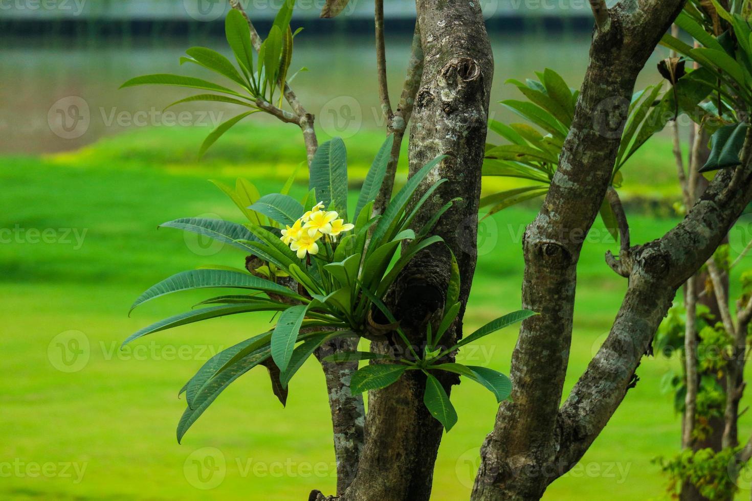 The yellow frangipani tree, Cambodia has the scientific name Plumeria are actually small trees that are native to tropical regions. photo
