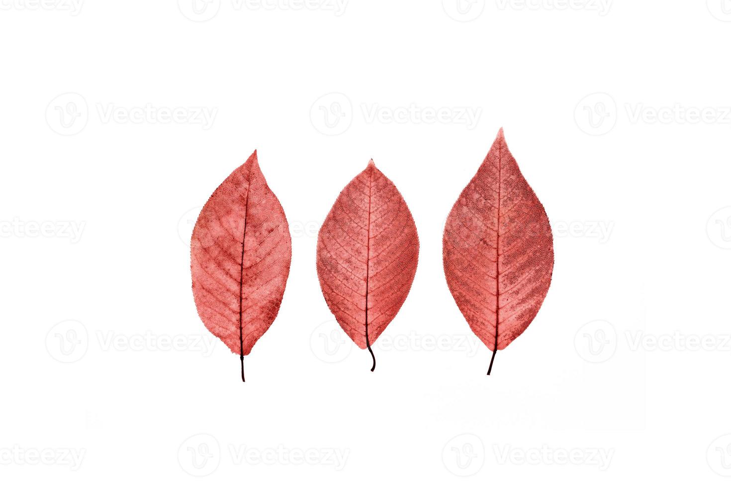 tres hojas rojas transparentes sobre fondo blanco aislado. foto