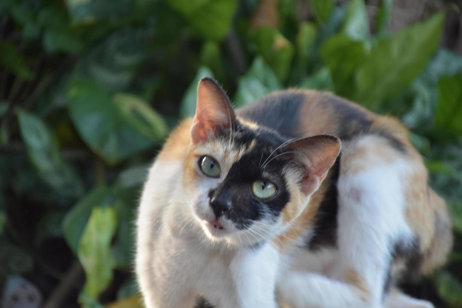 Siam cat or Thai cat sitting and lying under the tree, soft and selective focus. photo