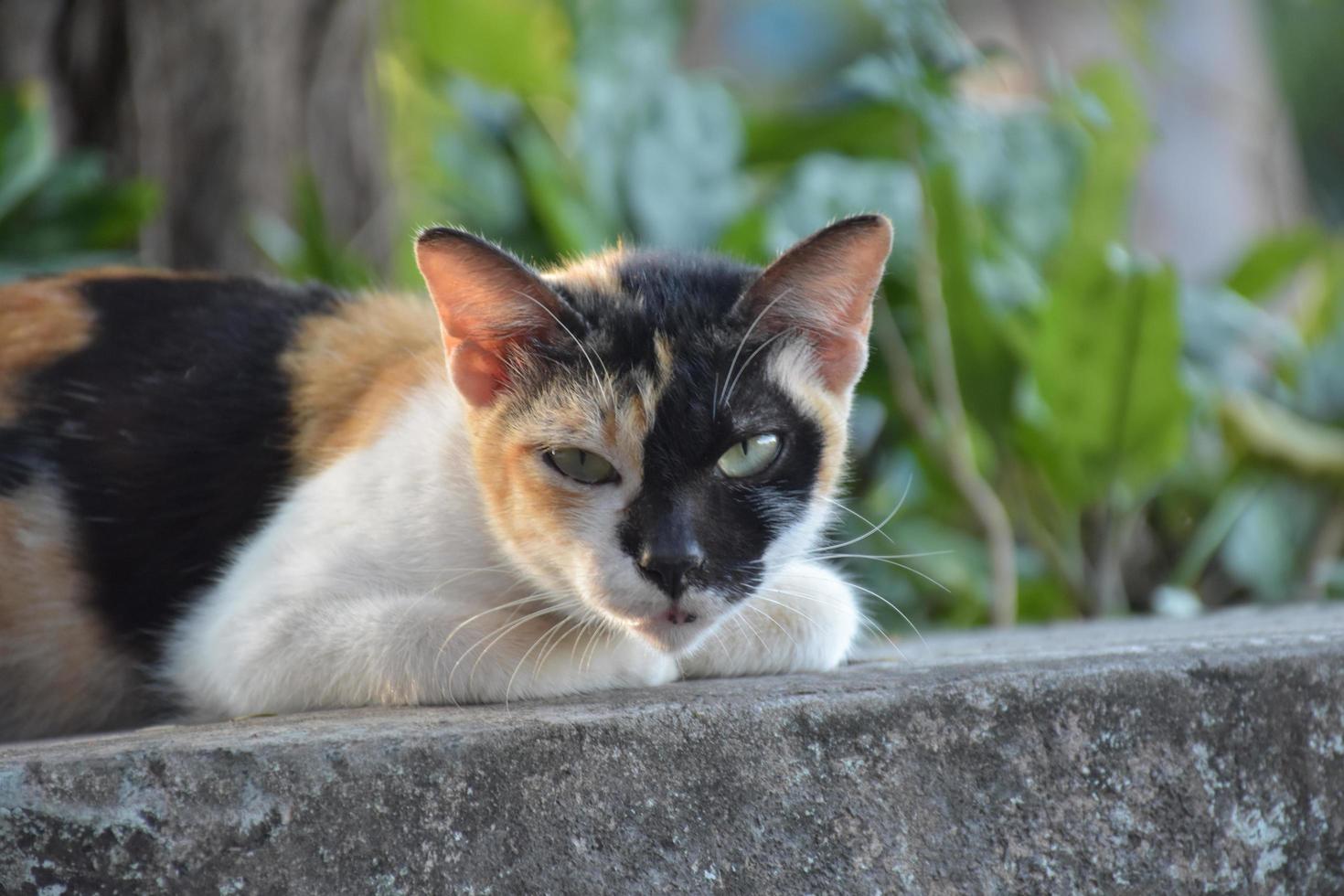 Siam cat or Thai cat sitting and lying under the tree, soft and selective focus. photo