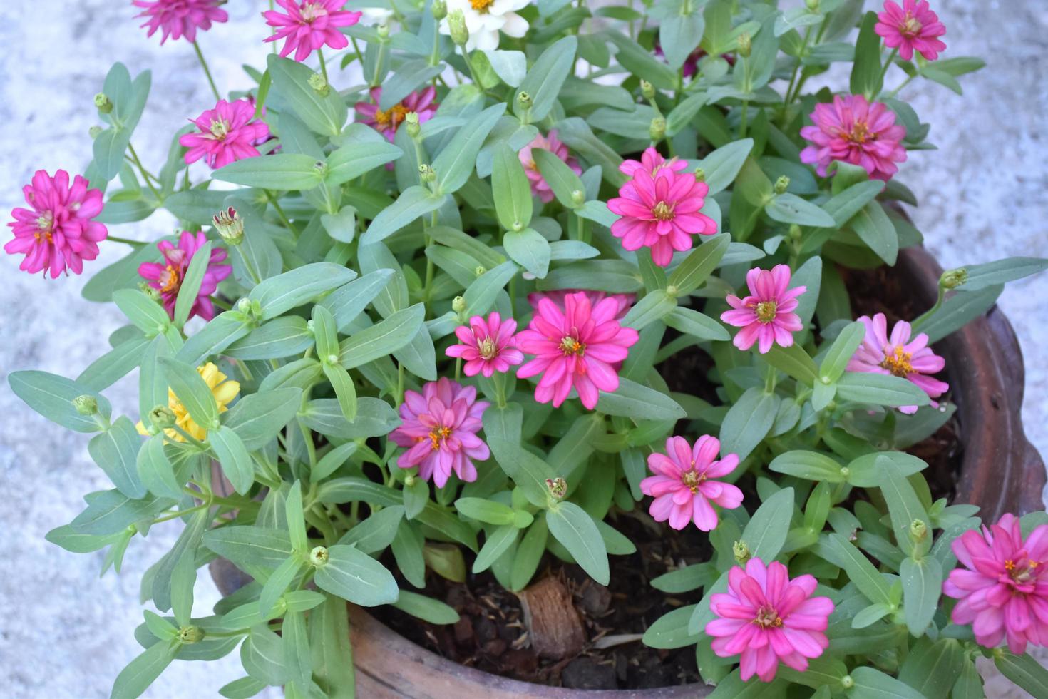 maceta de flores de zinnia que se coloca cerca de la pared de cemento de la casa, enfoque suave y selectivo, concepto de decoración del hogar. foto