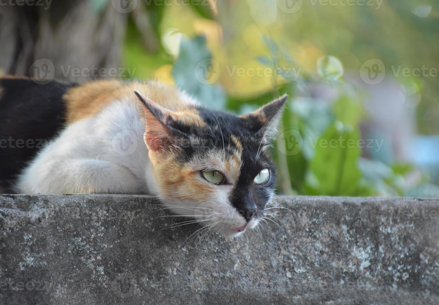 Siam cat or Thai cat sitting and lying under the tree, soft and selective focus. photo