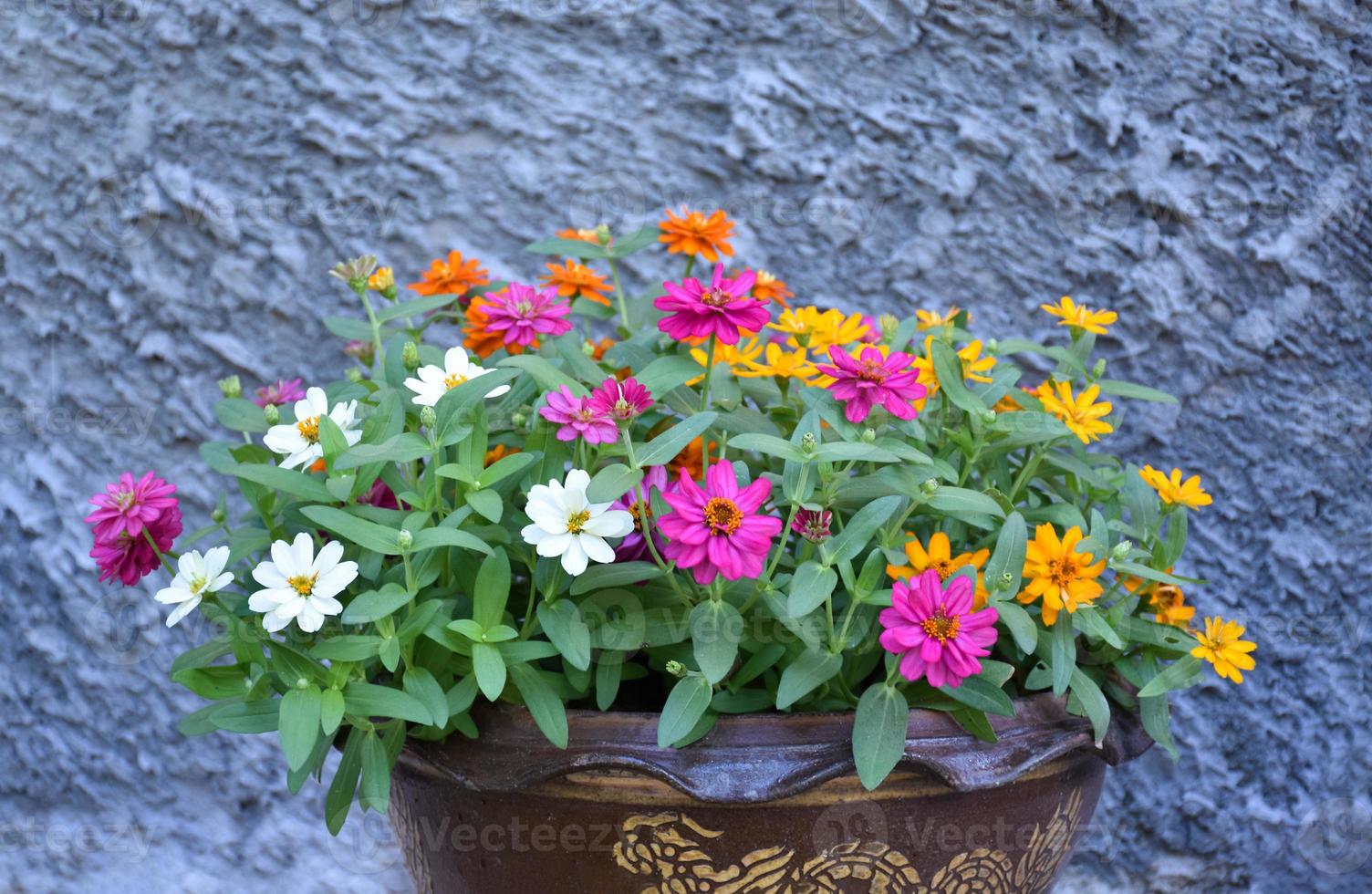 maceta de flores de zinnia que se coloca cerca de la pared de cemento de la casa, enfoque suave y selectivo, concepto de decoración del hogar. foto