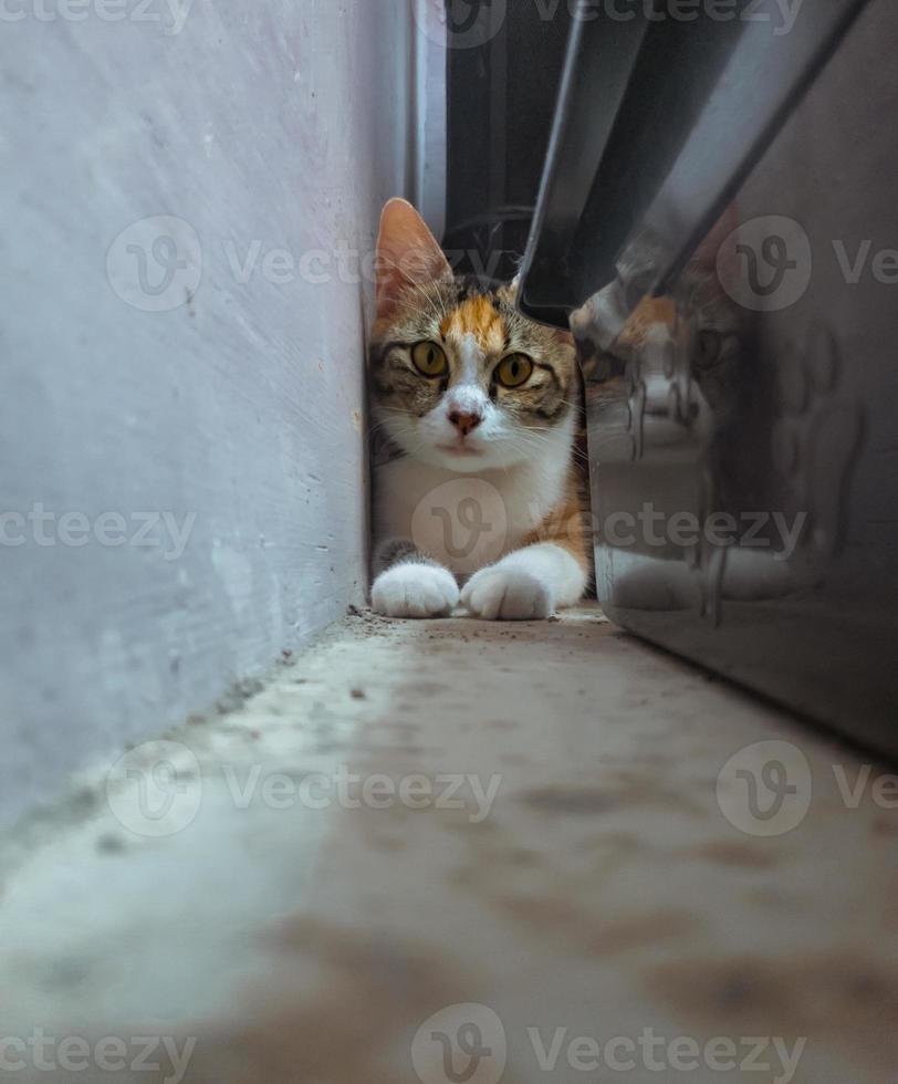 An object of the cat with reflections on the right of his object photo