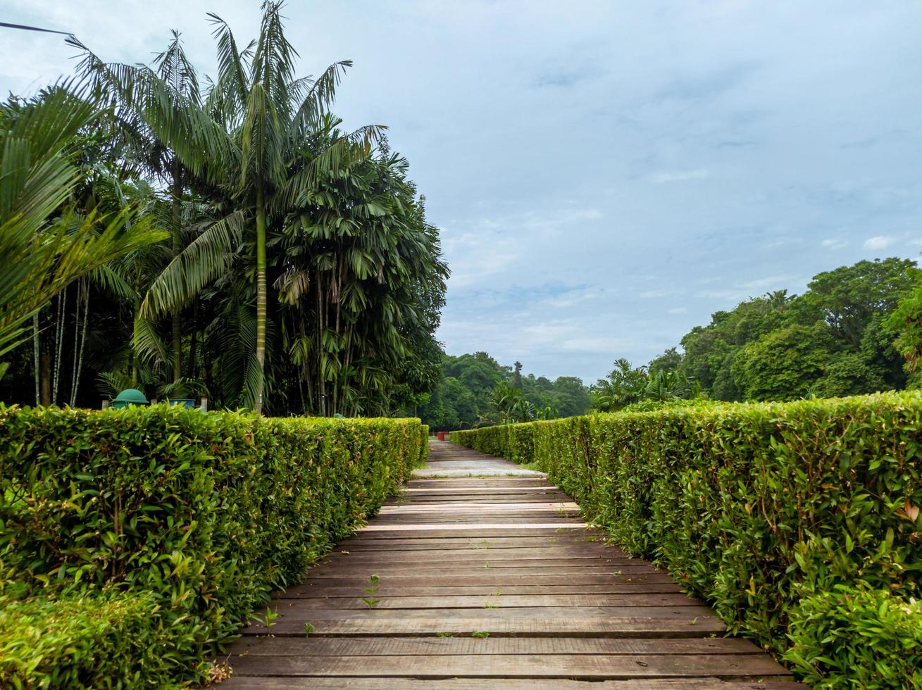 infah vista en jardín con suelos de madera y setos verdes foto