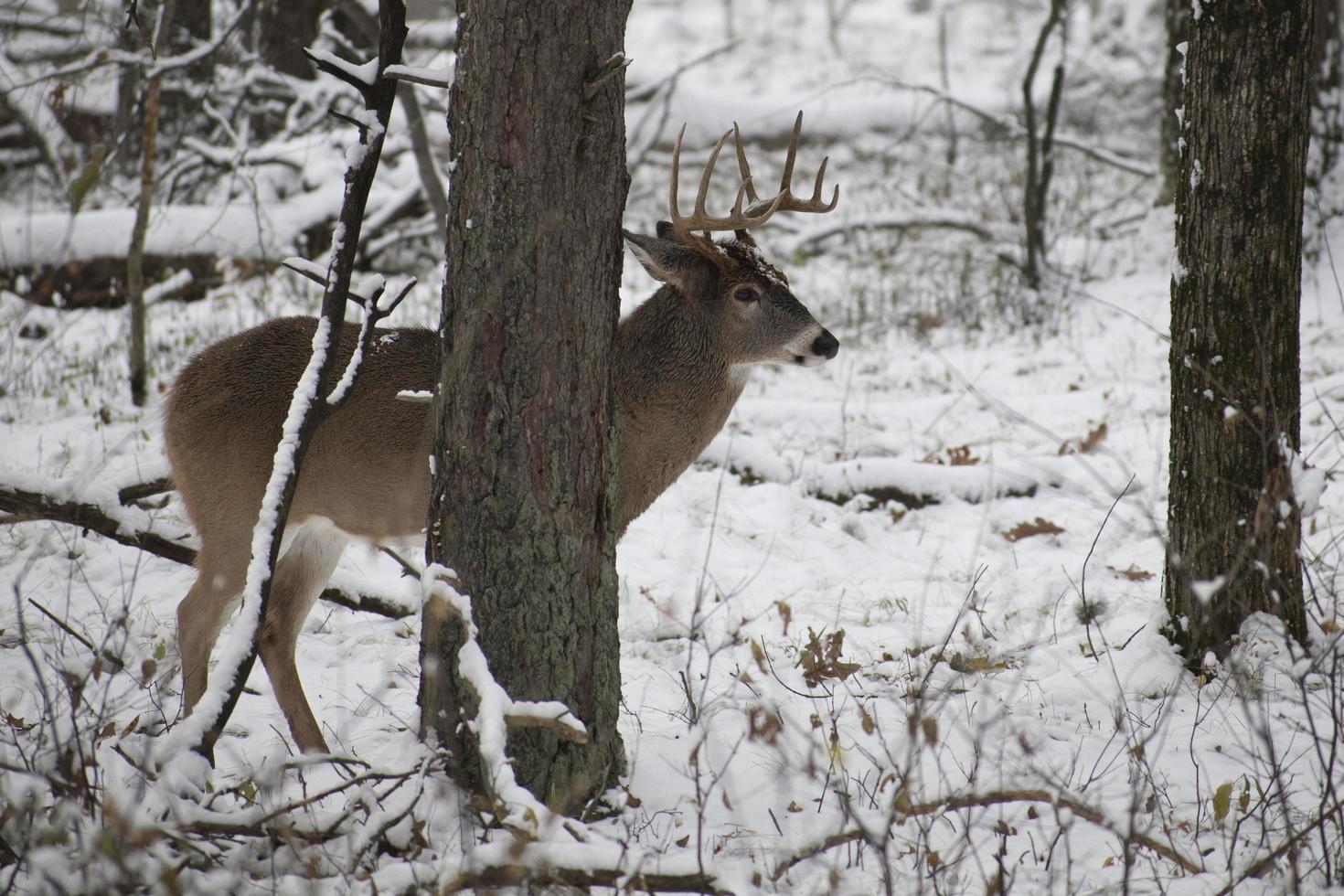 Buck de pie en la nieve en un campo durante el invierno foto