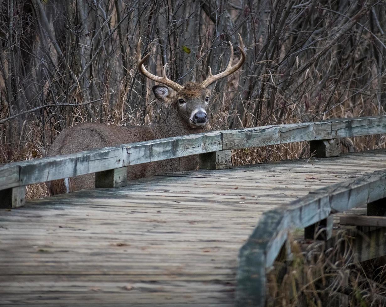 buck deer next to a boardwalk in a park photo