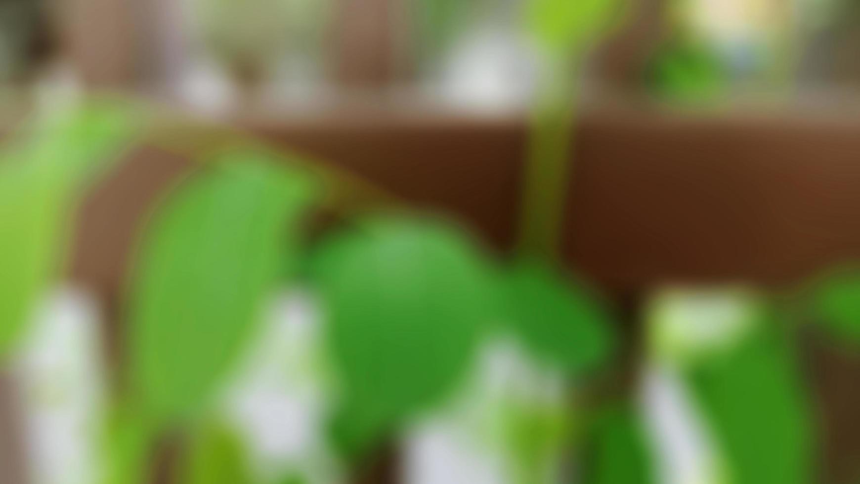 Fresh plant herbal leaves in green color with blur background photo