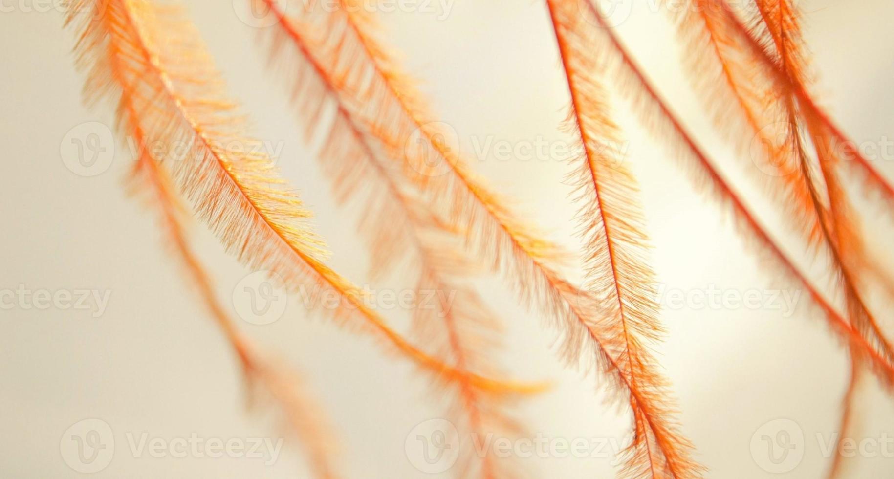 textura de plumas decorativas. foto de primer plano de plumas sintéticas de color naranja abstracto. plumas ligeras se mecen en el viento. material naranja suave. concepto de ligereza. Colores cálidos. plumas ecológicas.