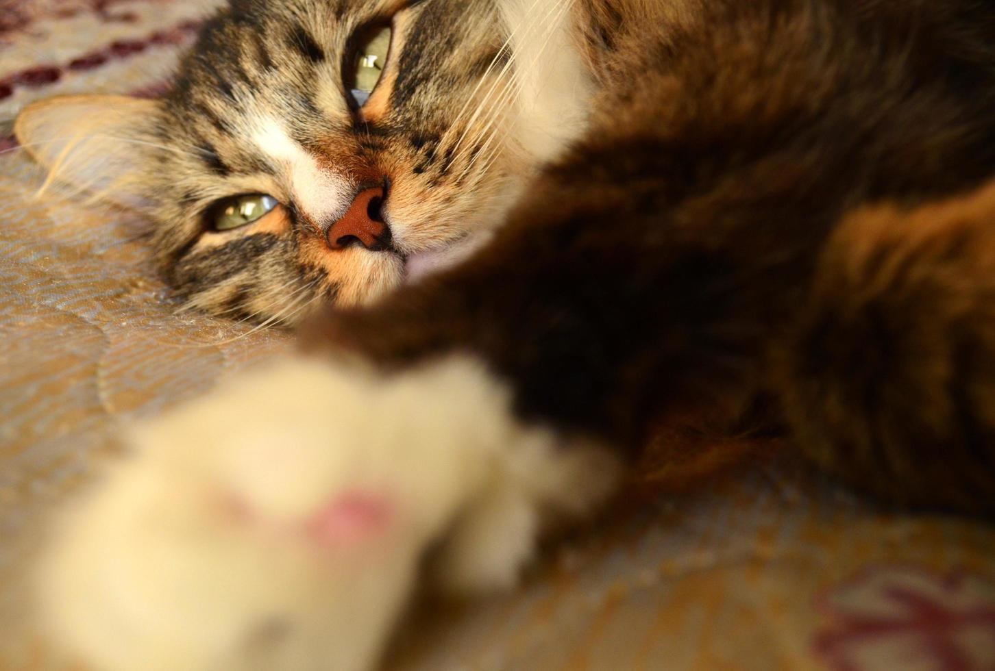 Cute long hair cat lying on the bed at home. Pet lifestyle concept photo