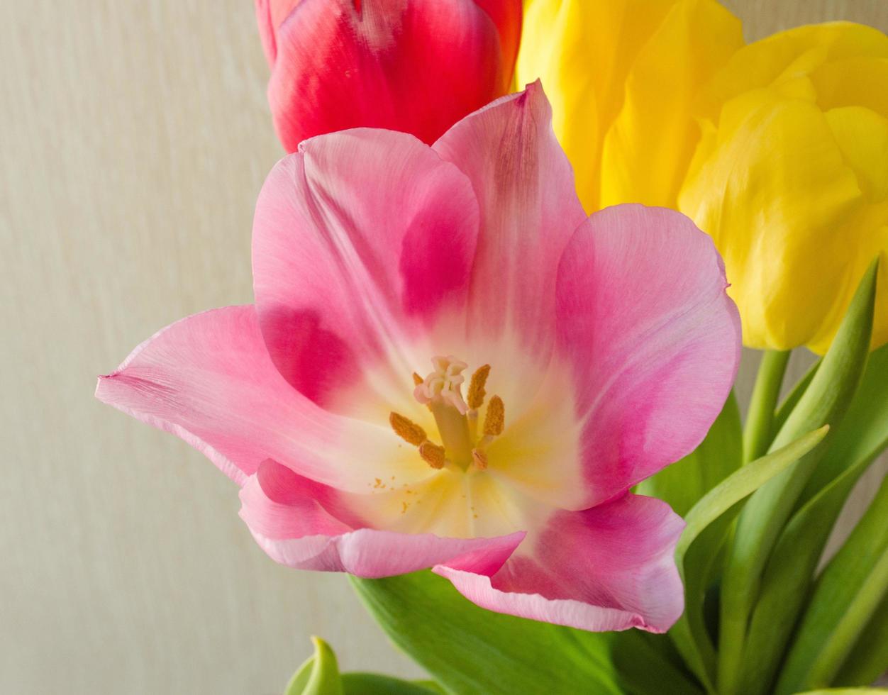 Pink tulip. Blossom flower. Bouquet of multicolored tulips. Spring vibe. photo