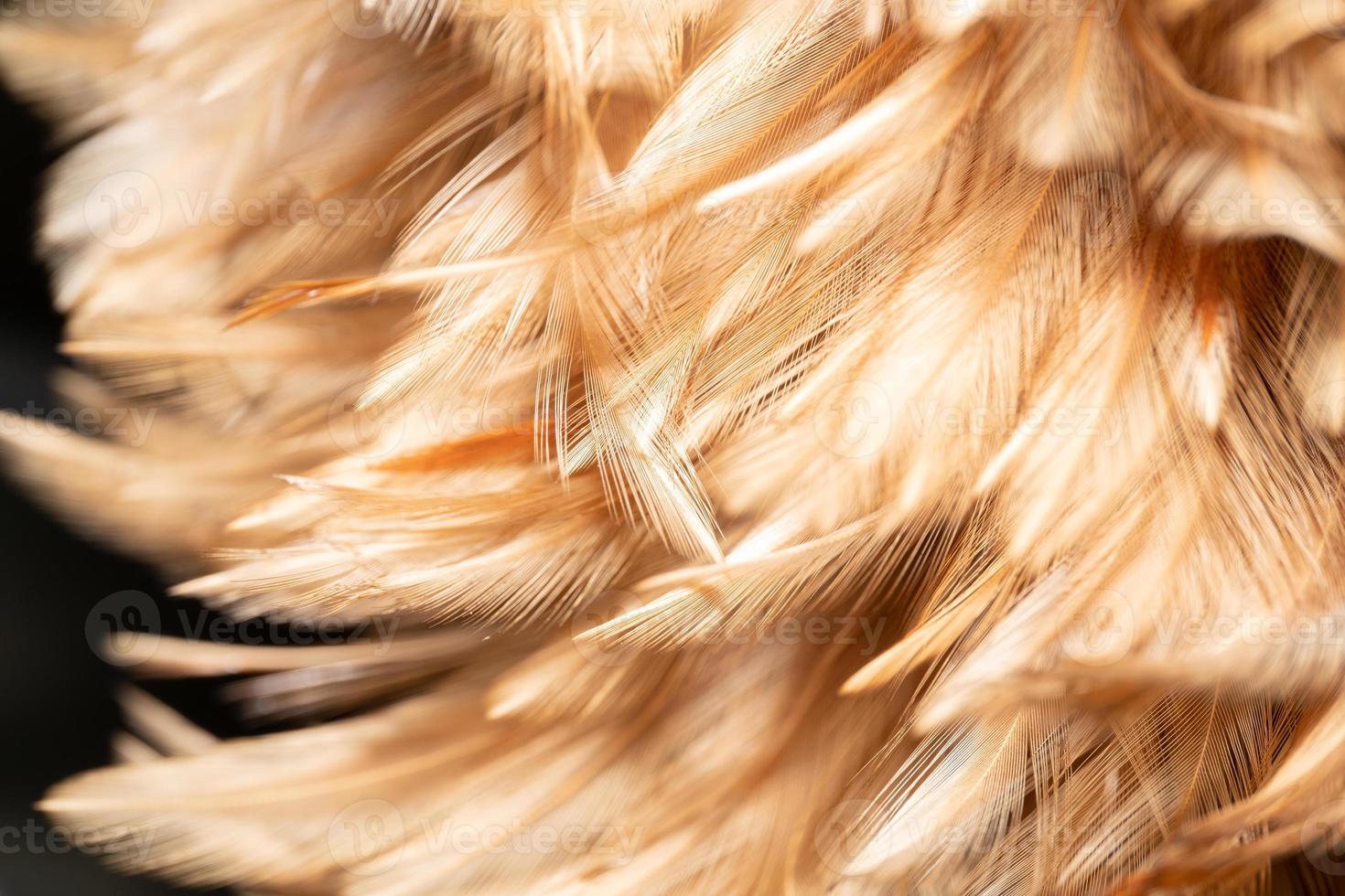 The chicken feathers are tied into a wooden feather for cleaning. Beautiful abstract feathers and soft yellow feather texture. photo