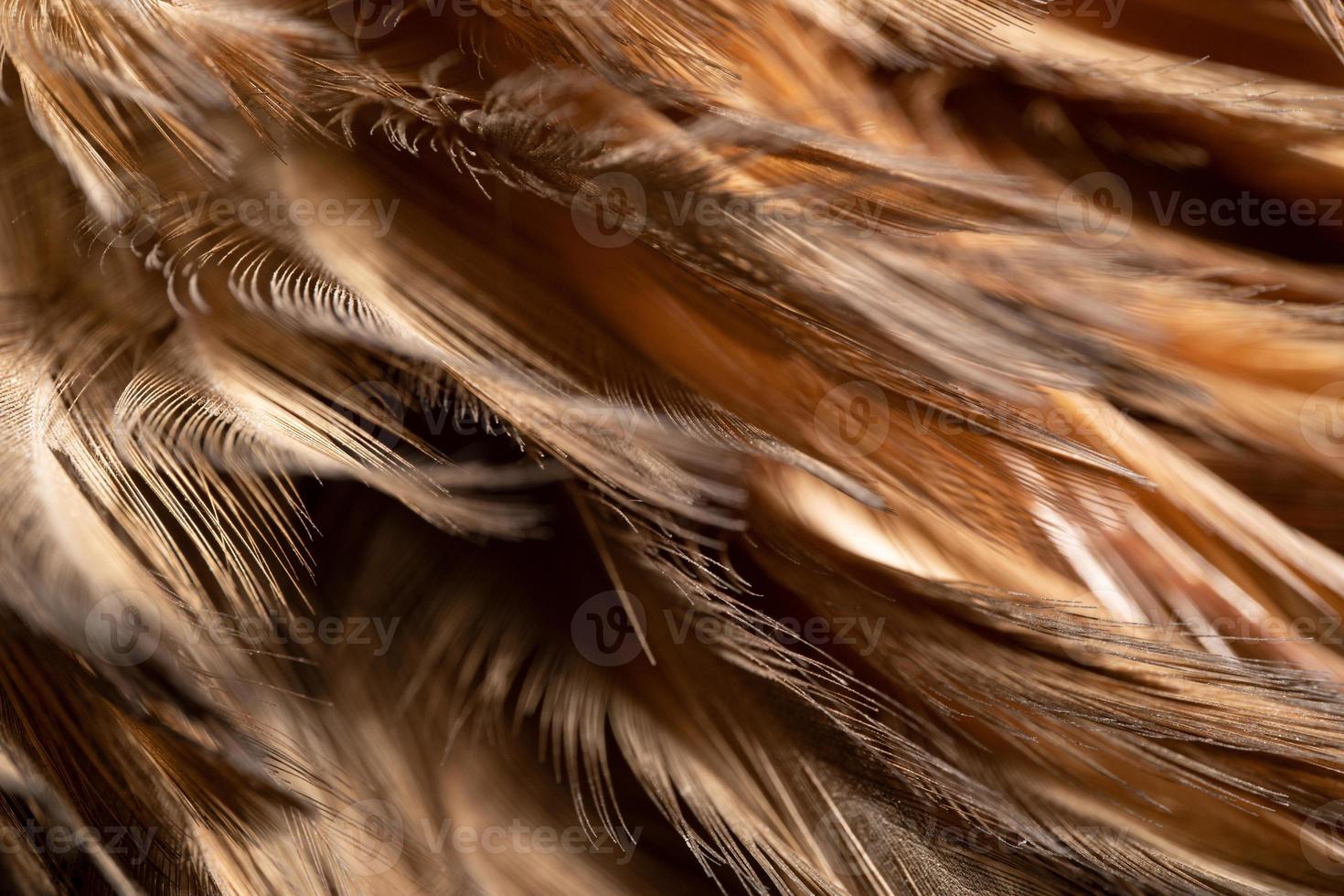 The chicken feathers are tied into a wooden feather for cleaning. Beautiful abstract feathers and soft yellow feather texture. photo