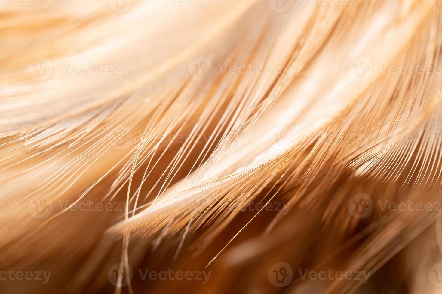 The chicken feathers are tied into a wooden feather for cleaning. Beautiful abstract feathers and soft yellow feather texture. photo