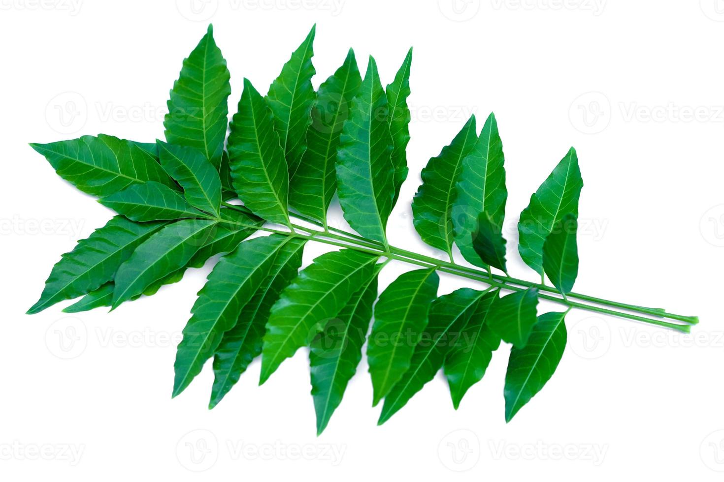 Fresh organic green herbal neem or azadirachta indica leaves on branch isolated on white background. Concept  useful herbal vegetable plant. Thai farmers use neem leaves to be natural pesticide. photo