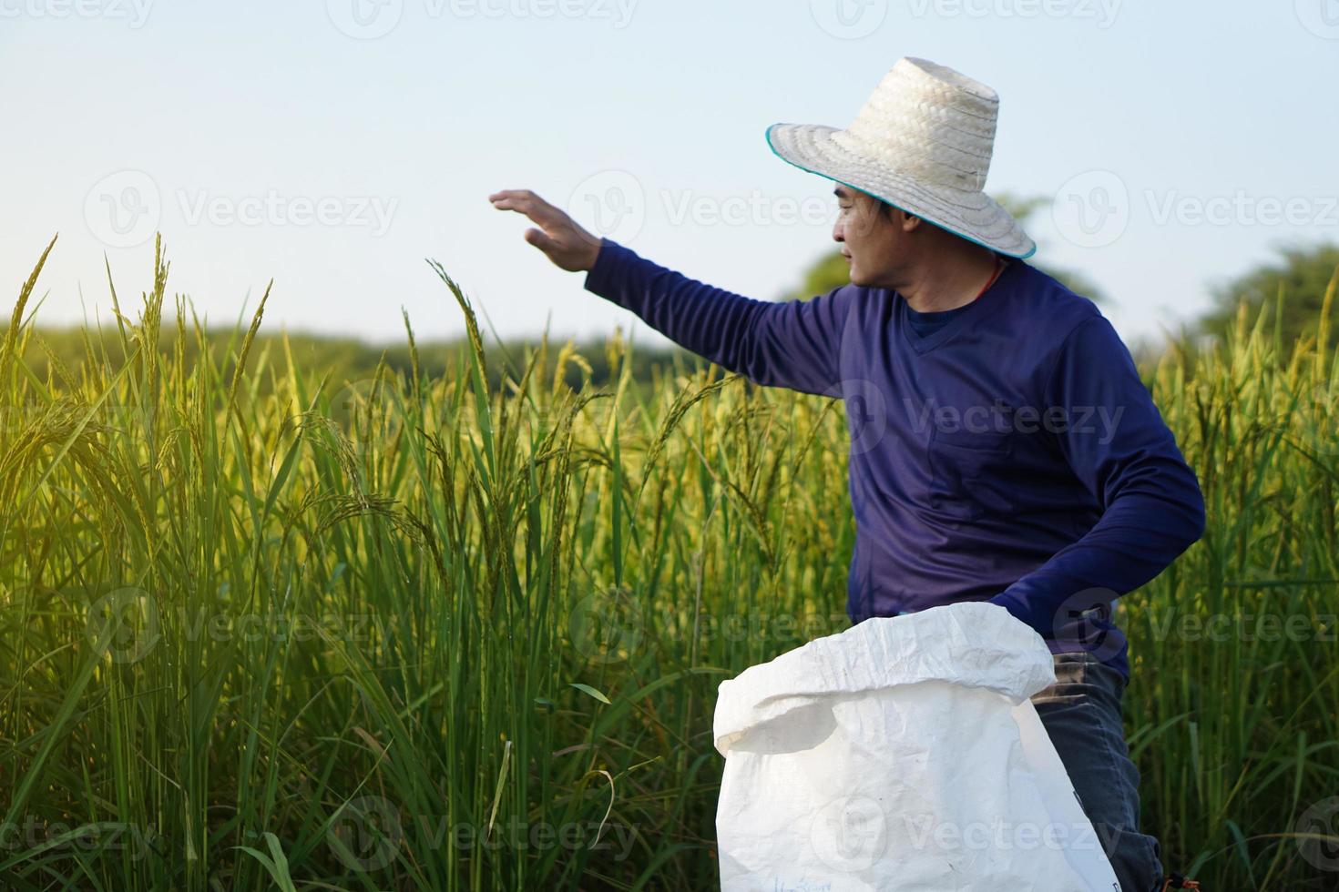 Asian man farmer is at paddy field, wears hat, holds white sack of organic fertilizer to sow into the rice plants.  Concept, farmer satisfied in product for agriculture crops. photo