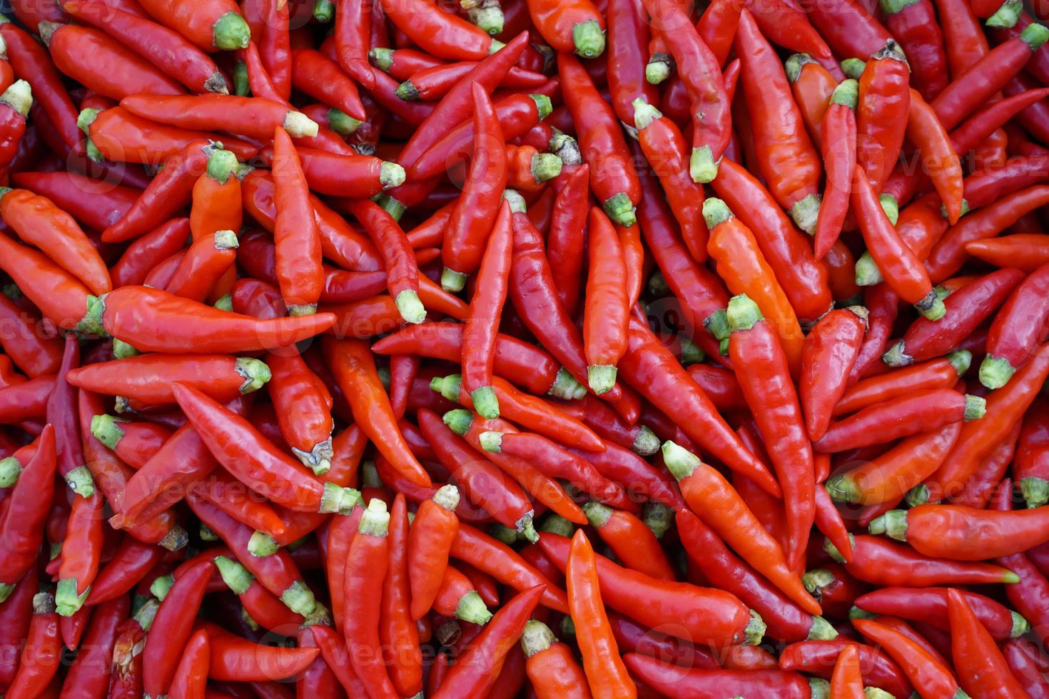 Fresh organic red spicy Thai chilies background. Concept, food ingredients, agriculture crops in Thailand for cooking with spicy food, chiles sauce or chilli paste. photo