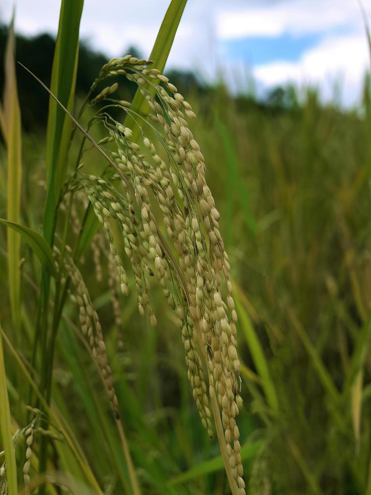 Close up ear of rice, plant and seeds, rice paddy, selective focus with blur background photo