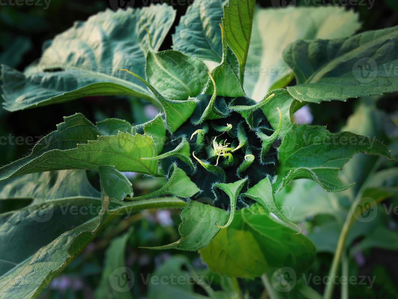Close up details of young fresh green sunflower. Green sunflowers natural background. Newborn plants not yet bloomed in field photo