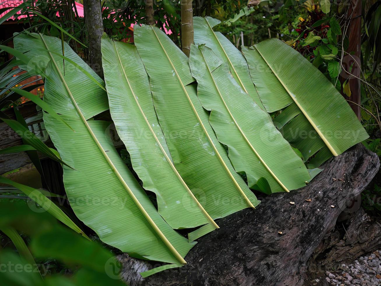 fila de hojas de plátano verde cortadas yacían ordenadamente cubiertas en el suelo, proceso de naturaleza local foto