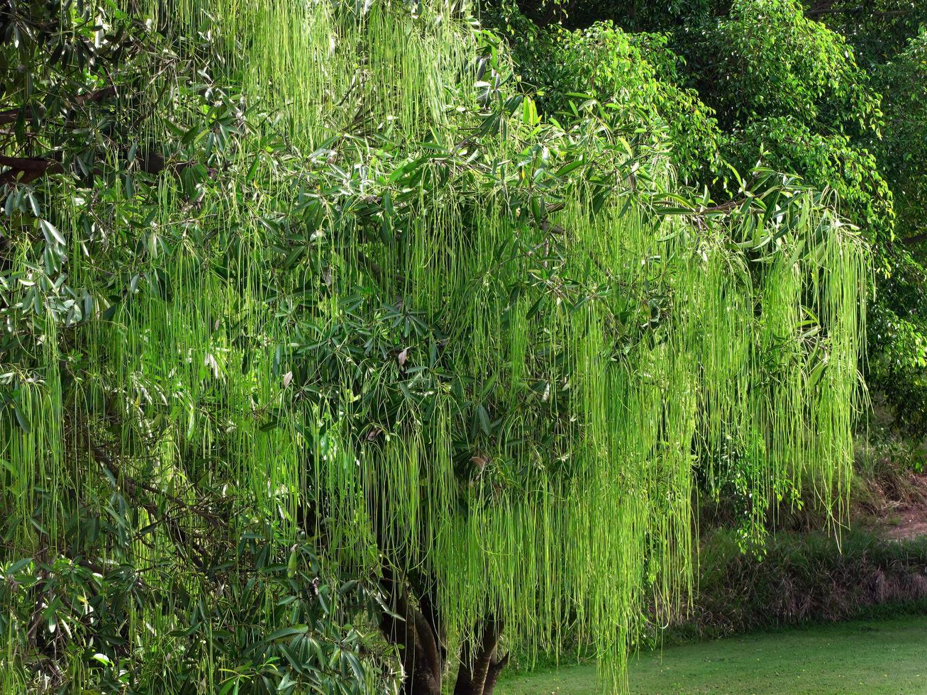 Weeping willow trees standing at natural pond side, green water, green garden, peaceful environment for wallpaper photo