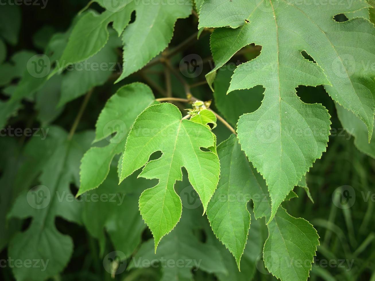 Close up Green Leaves Splendid Natural Shape and Form, Nature Background Wallpaper photo