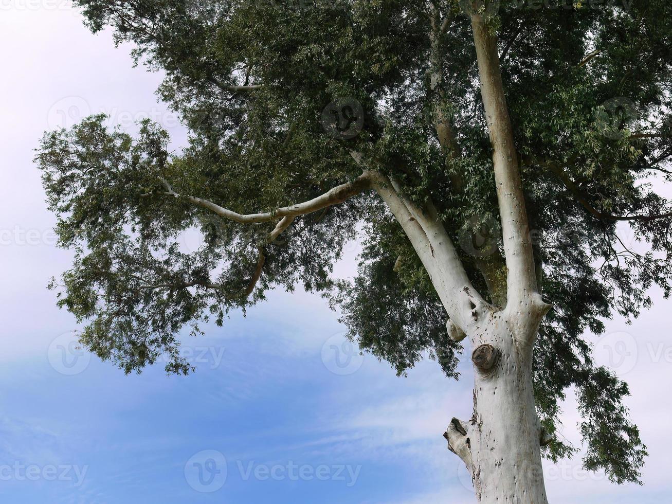 toma en ángulo bajo, vista hacia arriba, búsqueda de hojas verdes y ramas de árboles, tronco de color blanco, contra el cielo azul claro y brillante con espacio para copiar foto