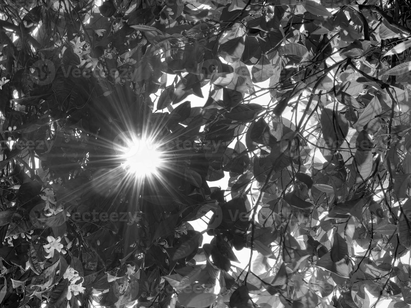 Low angle view of Leaves and Sunstar Sunlight Streaming Through Trees for Wallpaper, Black and White Tone photo