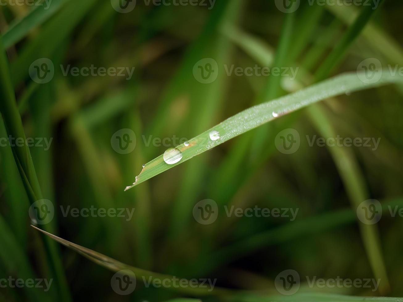 cierre las gotas de agua sobre la hierba verde, el enfoque selectivo, el fondo borroso, las hojas verdes, el papel tapiz de la naturaleza foto