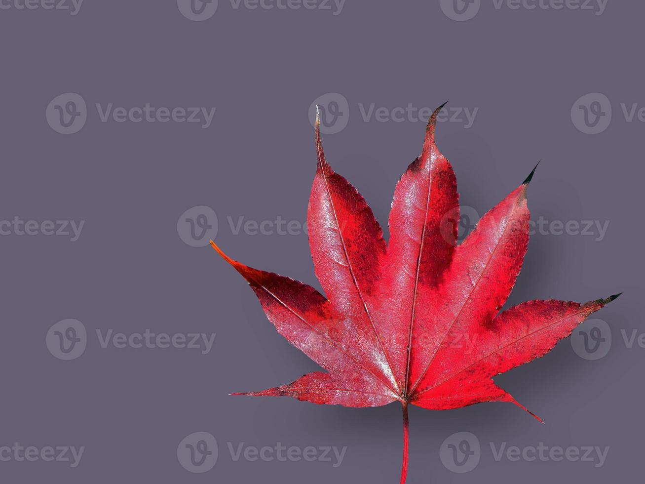 Isolated of A single vibrant Red Maple Leaf, Color of Autumn, Fallen Leaves, cutout, dry leaf, transparent, element, object, graphic resource photo
