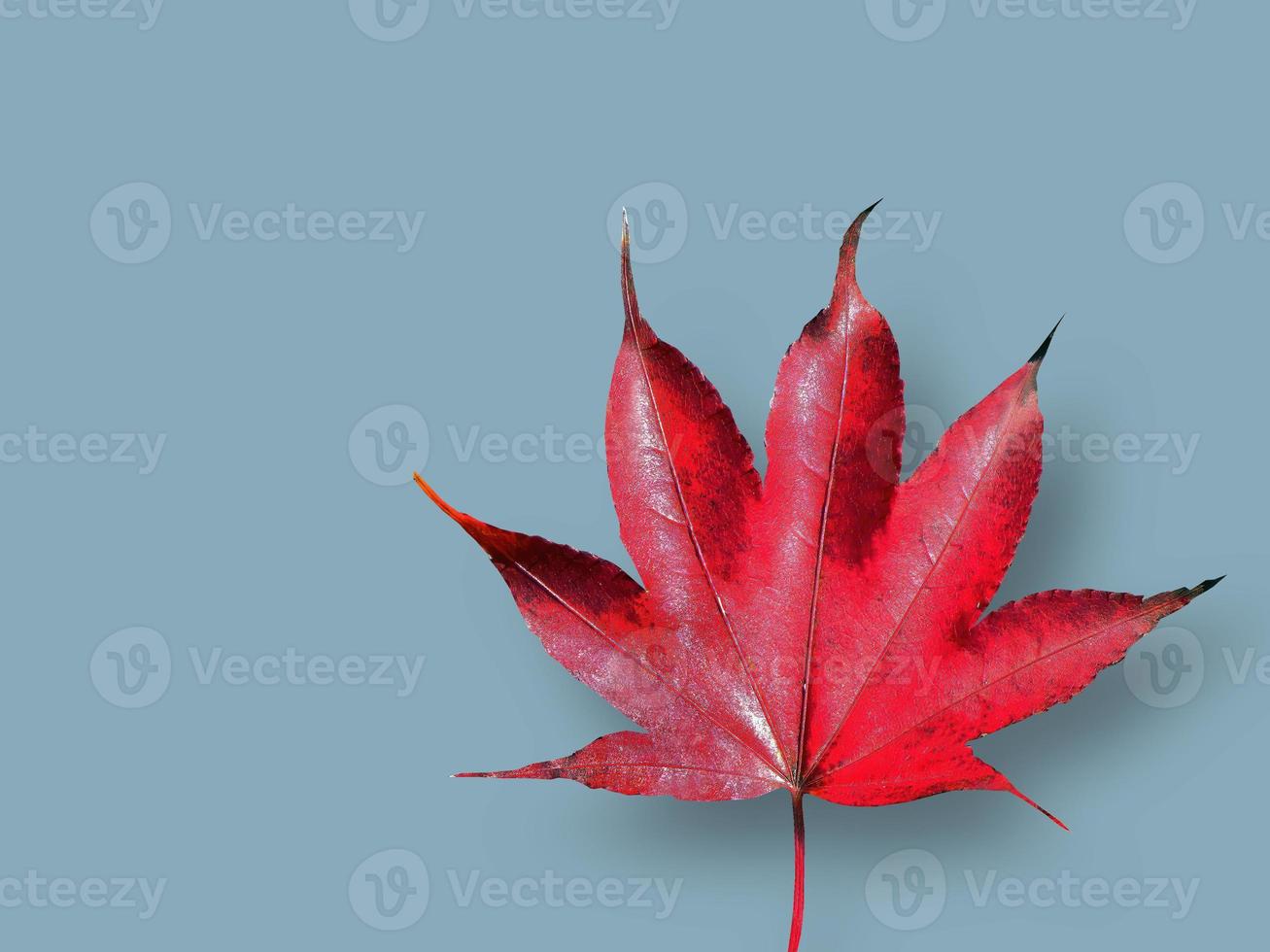 Isolated of A single vibrant Red Maple Leaf, Color of Autumn, Fallen Leaves, cutout, dry leaf, transparent, element, object, graphic resource photo