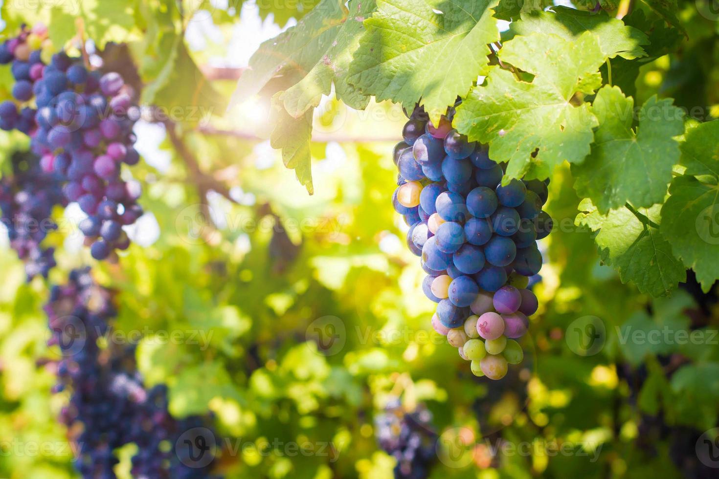 uvas rojas maduras listas para la cosecha a la luz del sol. alimentos vitamínicos saludables de verano foto