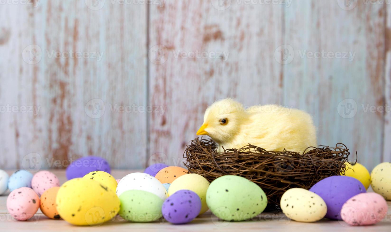 Easter banner with chicken in the nest surrounded with colorful eggs.Place for text photo