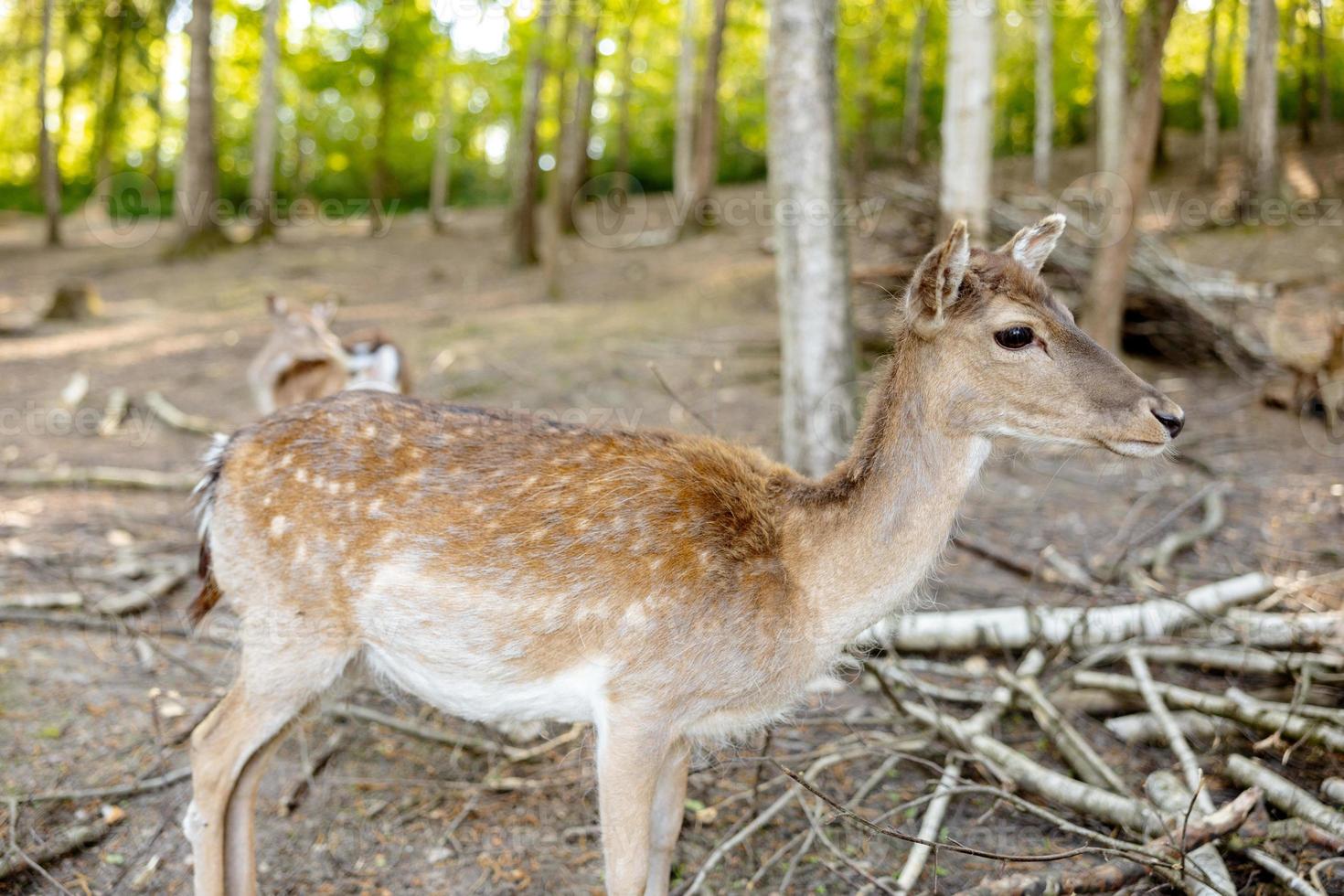 Beautiful, young deer walking in the forest. Wild animal. Wildlife scene from nature. Close up view. photo
