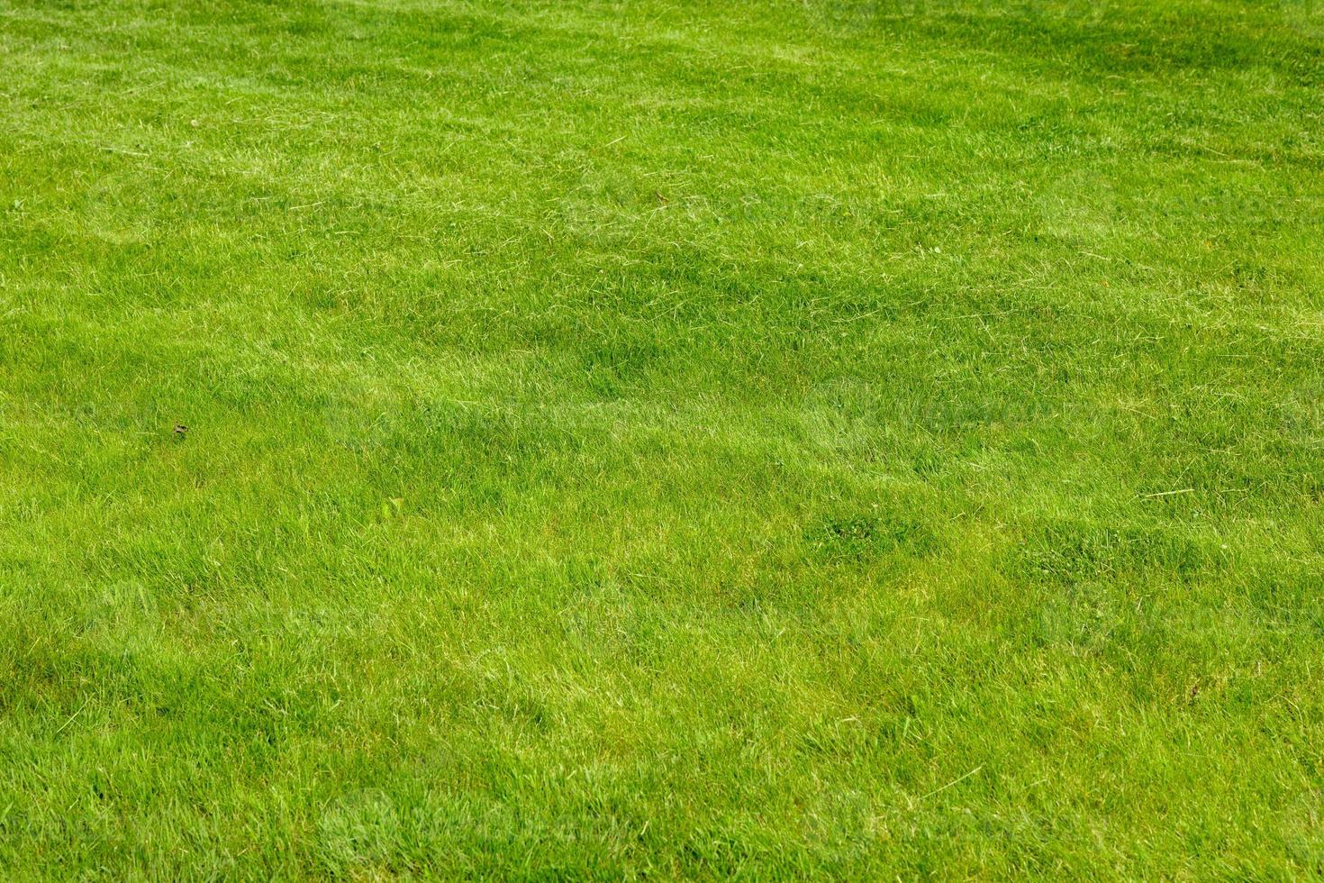 Perfectly and freshly mowed garden lawn in summer. Close-up view of green grass, natural background texture. Trimmed grass, field. photo