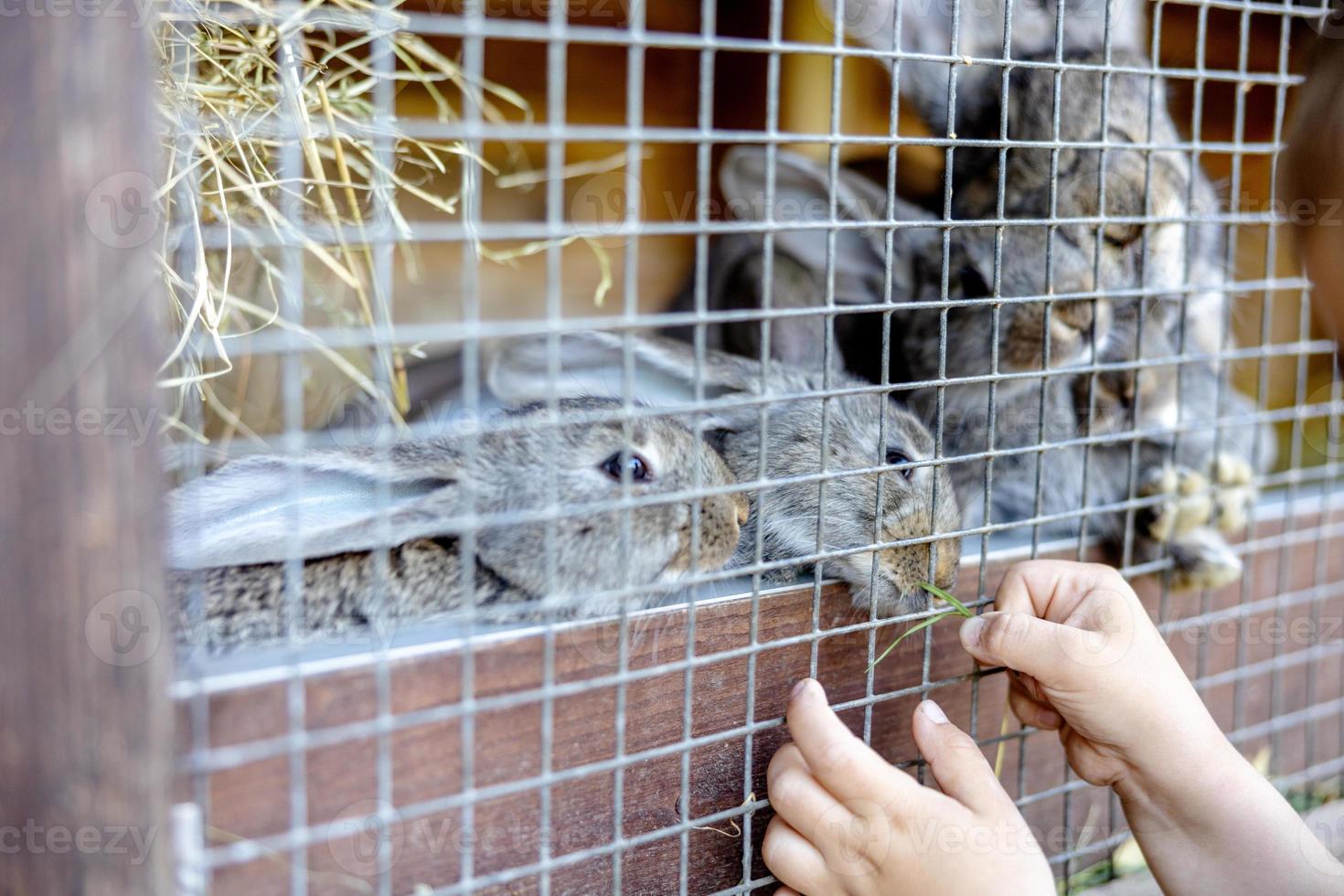 Cute rabbits on animal farm in rabbit-hutch. Bunny in cage on natural eco farm. Animal livestock and ecological farming. Child feeding a pet rabbit through the gap in the cage. photo