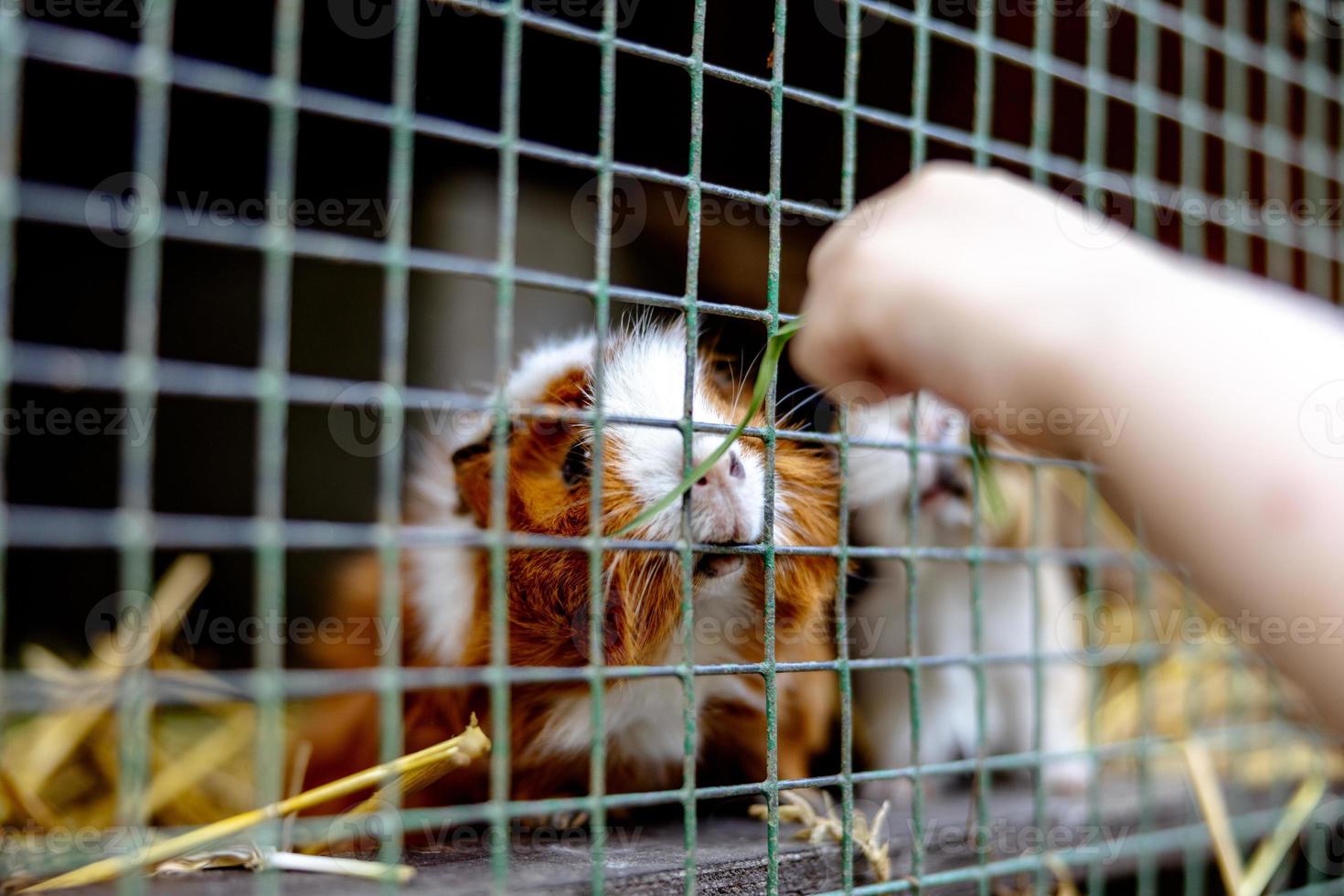 Cute guinea pigs on animal farm in hutch. Guinea pig in cage on natural eco farm. Animal livestock and ecological farming. Child feeding a pet through the gap in the cage. photo