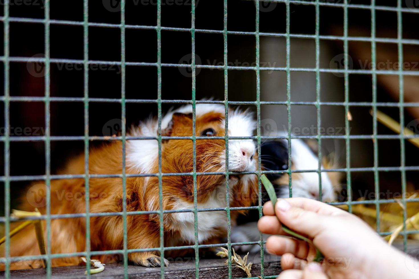 Cute guinea pigs on animal farm in hutch. Guinea pig in cage on natural eco farm. Animal livestock and ecological farming. Child feeding a pet through the gap in the cage. photo