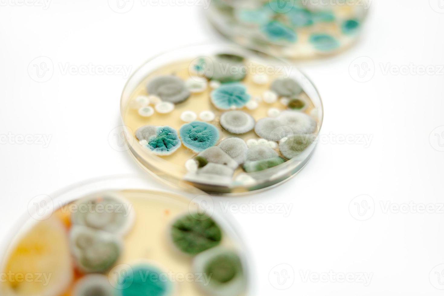 muestras de moho sobre fondo blanco. una placa de petri con colonias de microorganismos para análisis bacteriológico en un laboratorio microbiológico. vista de cerca del molde. foto