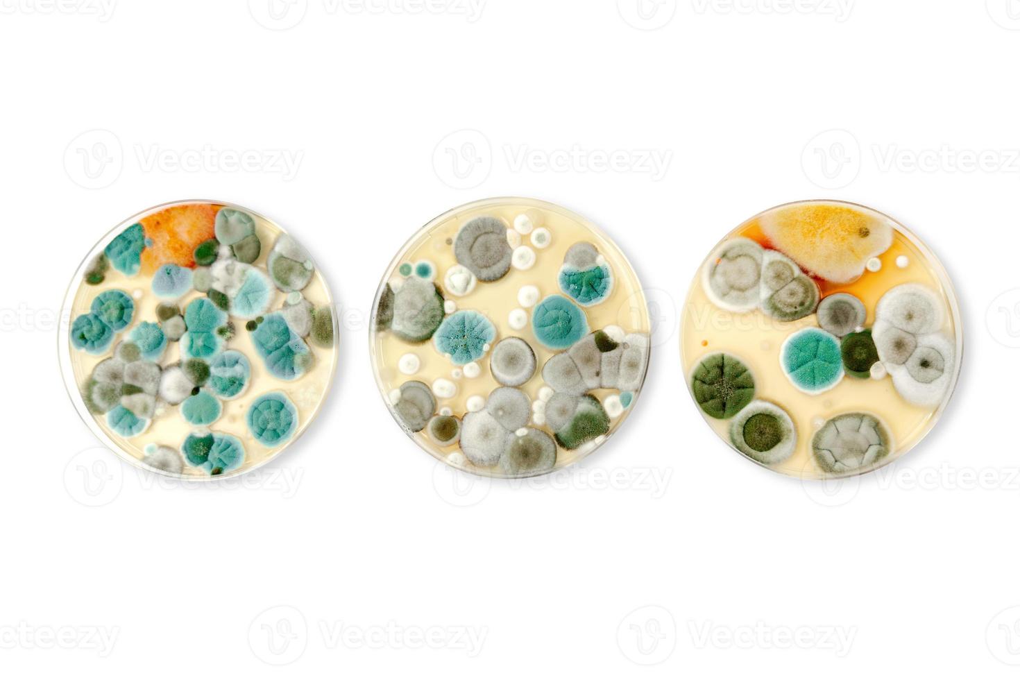 Mold samples isolated on white background. Copy space for your text. A petri dish with colonies of microorganisms for bacteriological analysis in a microbiological laboratory. Close up view of mould. photo